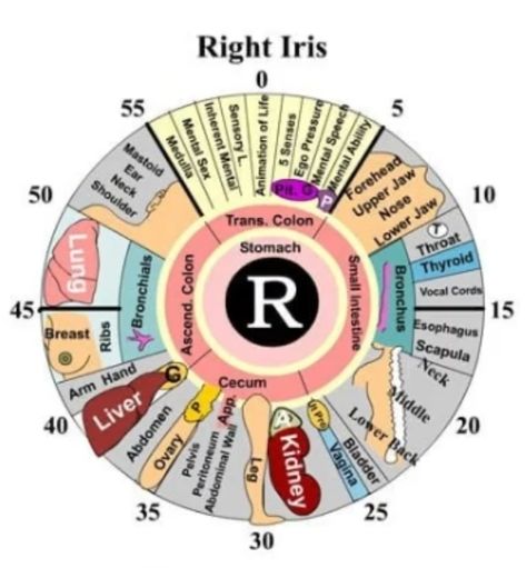 Iridology Chart, Eye Health Facts, Dr Morse, Basic Anatomy And Physiology, Reflexology Chart, Cupping Therapy, Holistic Therapies, Body Is A Temple, Naturopathy