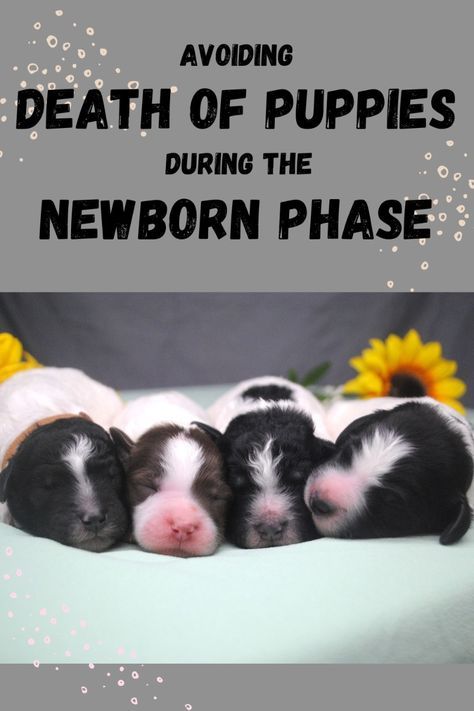 One out of 5 puppies die within the first 3 weeks old. Don't let that be your pups! Protect your fur babies through the following simple steps. Learn everything you can do to keep them safe and healthy. Know what to expect and how to prepare before the puppies are born! Dog Having Puppies, Feed A Cold, Dog Birth, Dog Breeding, Newborn Puppies, Dog Health Care, After Birth, Small Puppies, Puppy Care