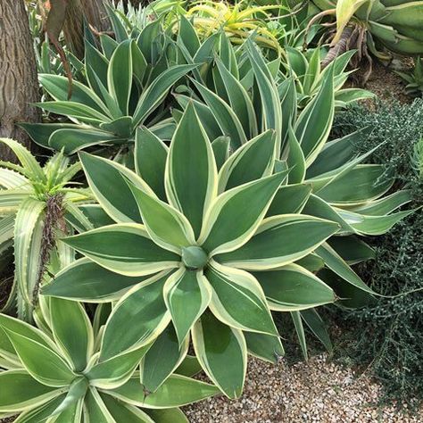 Agave attenuata 'Ray of Light' PP 21854 - Boething Treeland Farms Agave Attenuata Landscape, Agave Plant Landscaping Front Yards, Agave Garden Design, Agave Plant Landscaping, Florida Plants Landscaping, Agave Plants, Agave Attenuata, Front Yard Plants, Succulent Landscape Design