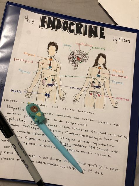 Endocrine system notes Human Nervous System Notes, Respitory System Notes, Endocrine System Notes Aesthetic, Endocrine System Project, Endocrine System Drawing, Endocrine System Art, Integumentary System Notes, Endocrine System Diagram, Reproductive System Notes