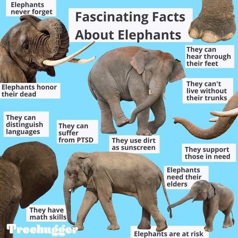 Meaning Of Elephants, Elephant Facts For Kids, Elephant Brain, Facts About Elephants, Elephant Information, Fun Facts About Elephants, Water For Elephants Book, Interesting Facts About Elephants, African Wildlife Photography