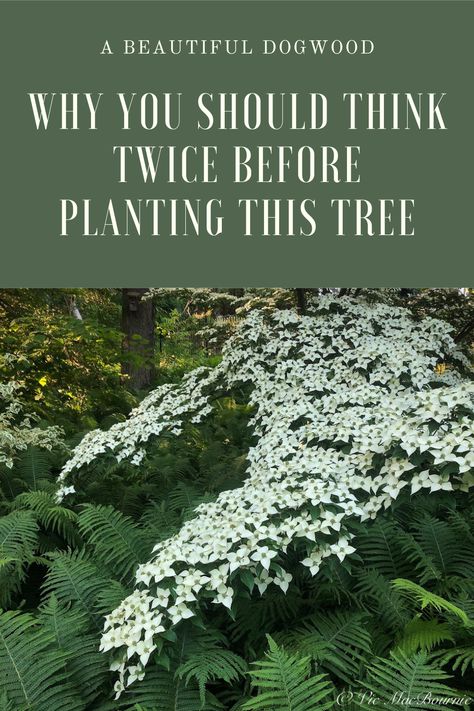 White Kousa Dogwood Tree, White Dogwood Tree Landscapes, Cornus Florida Dogwood, Chinese Dogwood Tree, Dogwood Bush Shrubs, Kousa Dogwood Tree Landscaping, Dogwood Landscape Ideas, Pagoda Dogwood Tree, Japanese Dogwood Tree