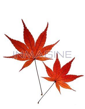 Japon Tattoo, Maple Tattoo, Japanese Maple Leaf, Symbol For Family Tattoo, Fall Gourds, Japanese Tattoo Symbols, Bamboo Tattoo, Japanese Maple Tree, Japanese Tattoo Designs