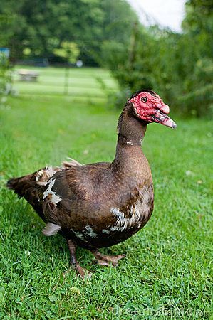 Muscovy ducks Muscovy Ducks, Duck Breeds, Muscovy Duck, Duck Photo, Farm Lifestyle, Poultry Farm, Mallard Duck, Farm Yard, Mallard