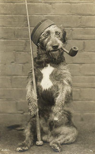 Dog photography pose...soo funny Dog Photography Poses, Vintage Dog Photos, Vintage Animals, Poor Dog, Old Dog, Old Dogs, Dog Images, Vintage Dog, Animal Photos