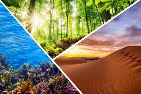 Ecological Relationships Review questions & answers for quizzes and tests - Quizizz Ecological Relationships, Terrestrial Ecosystems, Ecosystem Services, Trophic Level, Desert Ecosystem, Real Background, Living Organisms, Forest Ecosystem, Carbon Sequestration