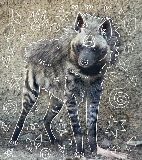 Hyena Therian, Hyena Cute, Striped Hyena, Maybe In Another Life, Hyena, In Another Life, Animal Wallpaper, Drawing Poses, Animal Drawings