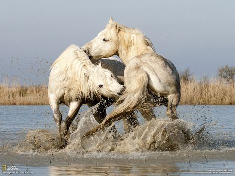 wanna hear a REALLY dirty joke?  two white horse fell in the mud  ~ from the Mr. when we were dating :/ Camargue Horse, Artwork Inspiration, Wild Mustangs, France Photos, White Horses, Horse Training, Horse Photos, Pretty Horses, Amazing Animals