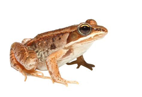 Wood Frog, Mystic Aquarium, Vernal Pool, Frog Species, Different Types Of Animals, Types Of Animals, Invasive Species, Frog And Toad, Reptiles And Amphibians