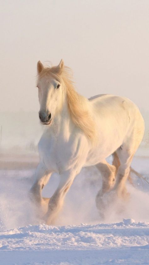 White Horse Running Winter Snow HD Mobile Wallpaper. Running Horse Wallpaper For Phone, Winter Fundraising Ideas, Famous Entrepreneurs, Horse Background, Khalil Gibran, Horse Wallpaper, Worth Quotes, Kahlil Gibran, Majestic Horse