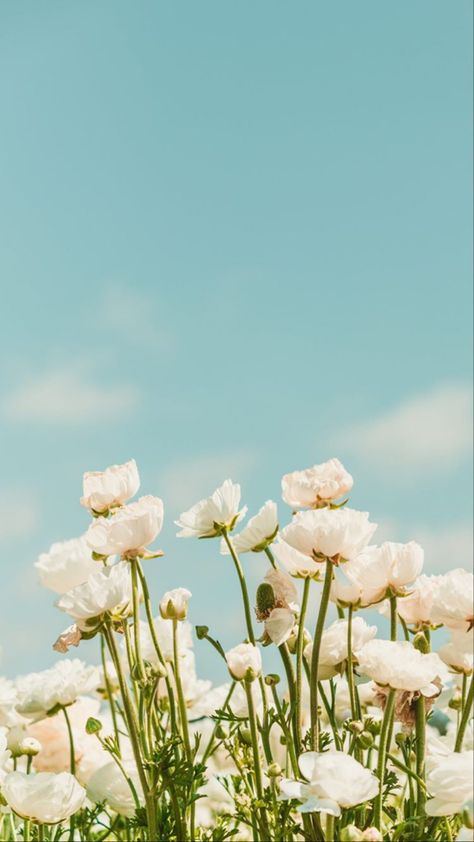 Spring Phone Wallpaper, Coastal Background, April Wallpaper Aesthetic, Spring Wallpaper Iphone, Wallpapers Spring, Aesthetic Spring Wallpaper, Spring Iphone Wallpaper, Wallpaper April, April Aesthetic