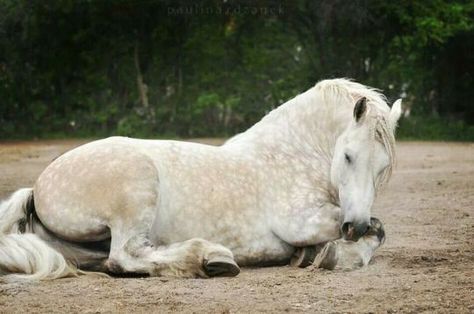 15 Surprising Facts About Horses | Page 2 of 5 | The Paws Horse Laying Down, Horse Facts, Forest And Wildlife, Horse Inspiration, Draft Horse, Horse Drawings, All The Pretty Horses, Draft Horses, White Horses