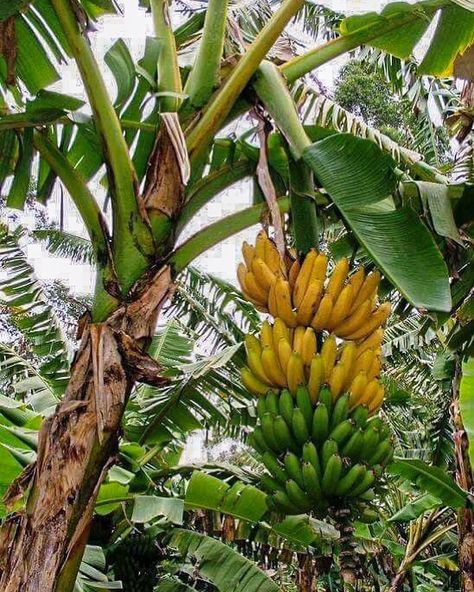 @phoodecreatives shared a photo on Instagram: “Food Subject BANANA . Bananas in their natural habitat . Author unknown” • Jan 8, 2020 at 11:24pm UTC Garden Party Wedding Dress, Growing Bananas, Agriculture Pictures, Wedding Dress Garden, Como Plantar Pitaya, Fruit Tree Garden, Banana Plant, Dress Garden, Party Wedding Dress