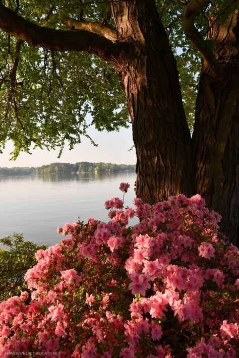 Azalea Flower, Beautiful Profile Pictures, Lake Norman, Nothing But Flowers, Flower Landscape, Flower Therapy, Spring Weather, Wallpaper Iphone Christmas, Spring Aesthetic