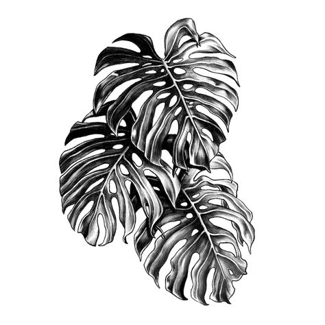 Monstera deliciosa. Available design. #flash #flashtattoo #monstera #leaf #plant #drawing #design #illustration #blackwork #dotwork #illsontattoo #illson | By illson | Jul 16th 2019 | 1093130 Monstera Deliciosa Tattoo, Plant Scrapbook, Tattoos Plants, Monstera Tattoo, Blatt Tattoos, Tatuaje Trash Polka, Fenrir Tattoo, Plant Tattoos, Jungle Tattoo