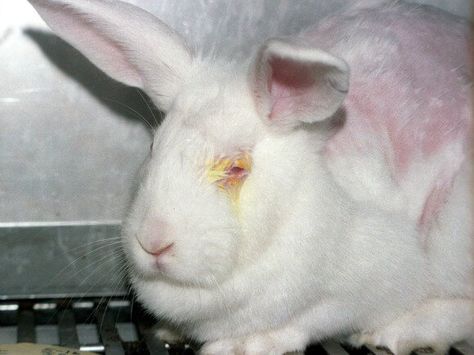 13 Eye-Opening Images of Animals in Labs | PETA Mac Make Up, Stop Animal Testing, Procter And Gamble, Australia Animals, Stop Animal Cruelty, Back Door, Cruelty Free Beauty, First Name, Animal Welfare