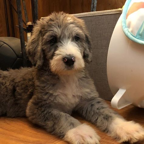 Great Danoodle (Great Dane x Poodle mix) Great Dane Mix Dog Breeds, Great Danoodle, Merle Great Danes, Mixed Breed Puppies, Great Dane Mix, Puppy Fever, Wallpaper Animals, Dane Puppies, Great Dane Puppy