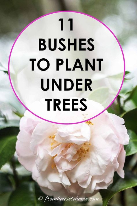 This list of bushes that thrive in the shade is AWESOME! So many beautiful flowers and they are all perennials that will look gorgeous in my garden design. #fromhousetohome #shrubs #gardenideas #shadegarden   #shadelovingshrubs #shadeplants Best Shrubs For Shade, Evergreens For Shade, Shade Loving Shrubs, Kalmia Latifolia, Red Twig Dogwood, Plants Under Trees, Evergreen Bush, Twig Dogwood, Shade Shrubs