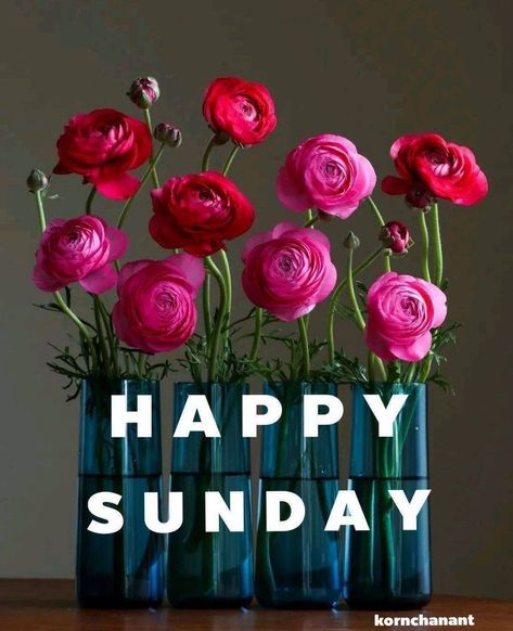 Happy Sunday Flowers, Nice Good Morning Images, Good Morning Sunday Images, Good Morning Clips, Sunday Wishes, Good Night Beautiful, Weekend Days, Good Morning Happy Sunday, Happy Birthday Greetings Friends