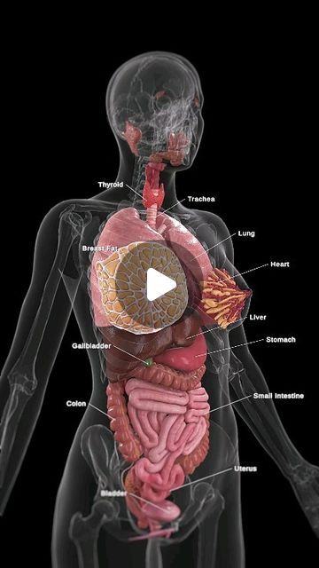 Kidney Animation, Function Of Liver, Uterus Anatomy, Anatomy Female, Female Reproductive System Anatomy, Medical Videos, Female Reproductive System, Reproductive System, Female Anatomy