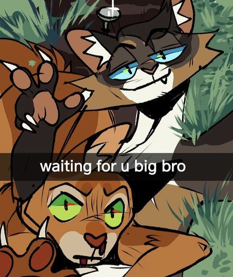 Hawkfrost Warrior Cats, Warrior Cat Art, Pictures Of Pets, Funny Animal Pics, Warriors Memes, Adorable Drawings, Warrior Cats Funny, Warrior Cat Memes, Warrior Cats Comics