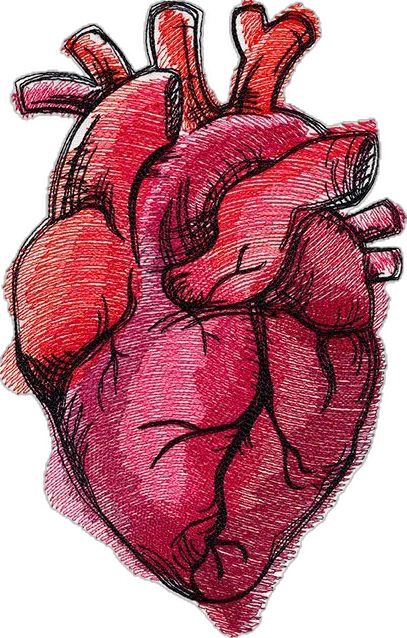 Real Heart Drawing, Human Heart Diagram, Human Heart Drawing, Heart Diagram, Easy Draw, Heart Doodle, Heart Drawing, Heart Painting, Body Anatomy