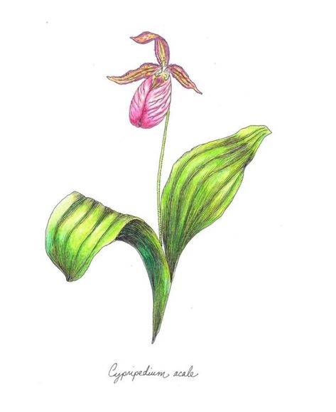 Pink Lady's Slipper cypripedium Acaule Botanical Print | Etsy Pink Lady Slipper Flower Tattoo, Pink Lady Slipper Tattoo, Pink Lady Slipper Flower, Lady Slipper Tattoo, 1776 Musical, Lady Slipper Flower, Pink Lady Slipper, Frog Painting, Easy Paintings For Beginners