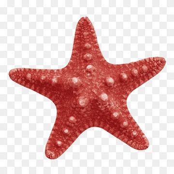 Starfish Reference Photo, Star Fish Illustration, Starfish Reference, Star Fish Aesthetic, Sea Star Illustration, Star Fish Painting, Starfish Images, Starfish Cutout, Star Fish Tattoo