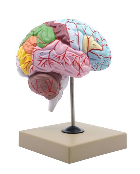 Human Adult Skull Anatomical Model, 3 Part - Numbered with Key Card Brain Project, Psychology Wallpaper, Anatomical Study, Brain Models, Human Model, Cerebral Cortex, Study Apps, Brain Structure, Anatomy Models