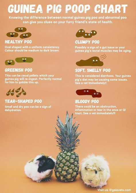 Diy Guinea Pig Toys, Guinea Pig Information, Guinnea Pig, Pig Diet, Guine Pig, Guinea Pig Diet, Diy Guinea Pig Cage, Guinea Pig Diy, Guinea Pigs Funny