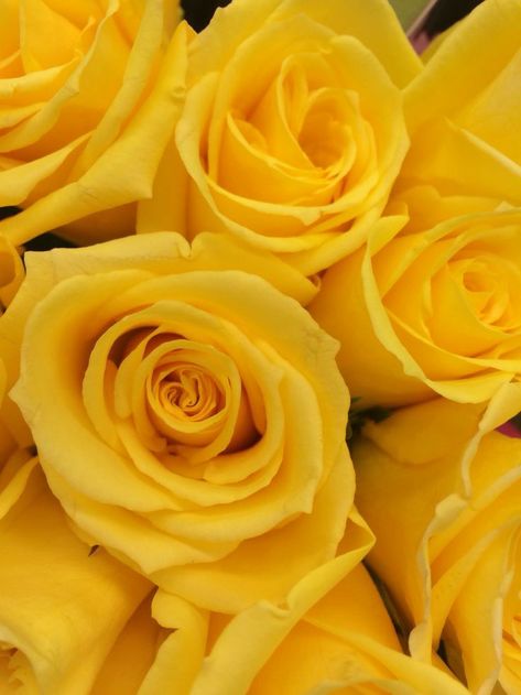 Light Yellow Aesthetic Pastel, Aesthetic Pastel Room, Light Yellow Aesthetic, Yellow Aesthetic Pastel, Pastel Room, Aesthetic Pastel, Yellow Aesthetic, Yellow Roses, Light Yellow