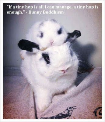 On days when you have only one hop to give, make it a binky. https:/shop.smallpetselect.com #binky Bunny Binky, Bunny Meme, Bunny Paws, Bunny Quotes, House Rabbit, Pet Bunny, Funny Bunnies, Cute Bunny, Bunny Rabbit