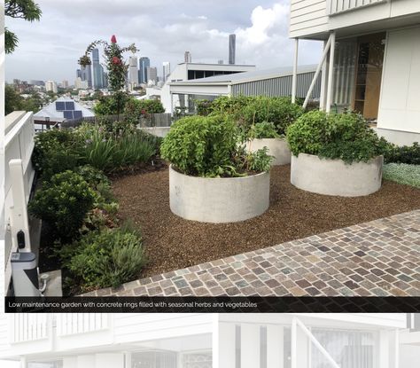 Vege Garden Ideas, Concrete Ring, Australian Garden, Herb Seasoning, Low Maintenance Garden, Contemporary Garden, Front Yard Garden, Inner City, Veggie Garden