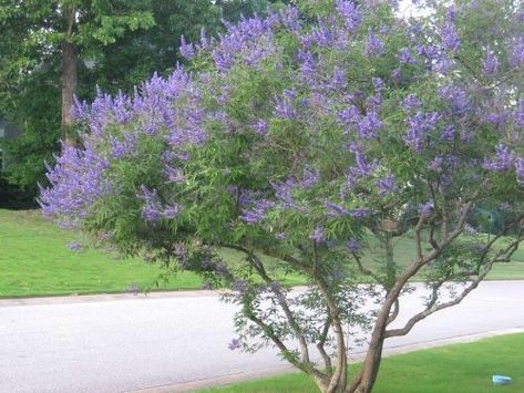 6 Small Trees For Small Yards Few trees give you showy blue or purple flowers in summer. Chaste tree (Vitex agnus-castus) is one.I do prune it a lot in winter to remove the internal twigs and let the sculptural trunks show. It blooms on new growth, so winter pruning is good for it. Removing the first wave of flowers after they fade results in a second wave of blooms in August or September. Chaste tree is fully Trees For Small Yards, Vitex Tree, Small Ornamental Trees, Backyard Vibes, Yard Makeover, Agnus Castus, Chaste Tree, Tree Project, Backyard Gardens