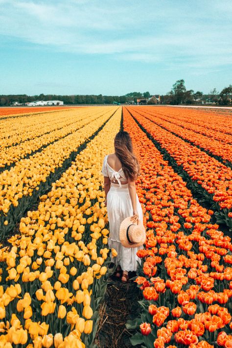 Tulip Season, Coastal Wallpaper, Spring Photoshoot, Flower Photoshoot, Tulip Festival, Tulips Garden, Tulip Fields, Spring Aesthetic, Garden Photos