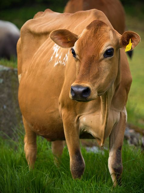 Golden Cow | The 70-200 F4.0L IS does not disappoint. At F4 … | Flickr Jersey Cattle, Farming Land, Ranch Animals, Cow Eyes, Huge Eyes, Jersey Cow, Dairy Cattle, Bull Cow, Farm Lifestyle