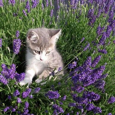 Lavender Cottage, Lavender Garden, Purple Garden, Lavender Farm, Lovely Lavender, Lavender Blue, Lavender Fields, Lavender Flowers, Crazy Cat Lady