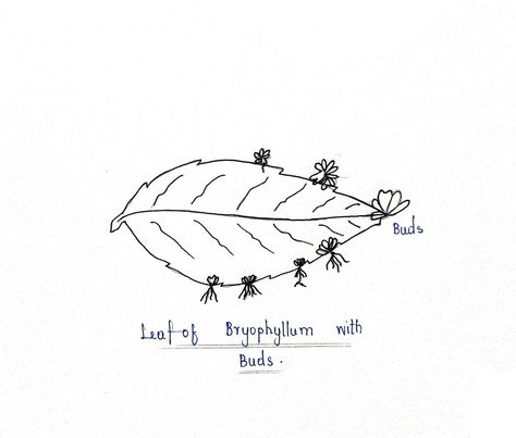 Diagram Reproduction In Plants Notes, Reproduction In Plants, Ncert Class 10, Asexual Reproduction, Vegetative Reproduction, Plant Notes, Science Notes, Class 10, Science