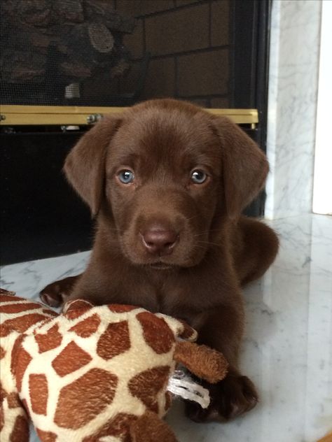 Chocolate Lab Puppy #luke Labrador Puppy Training, Chocolate Lab Puppies, Chocolate Labs, Chocolate Labrador Retriever, Lab Puppy, Labrador Retriever Puppies, Chocolate Labrador, Lab Puppies, Smart Dog