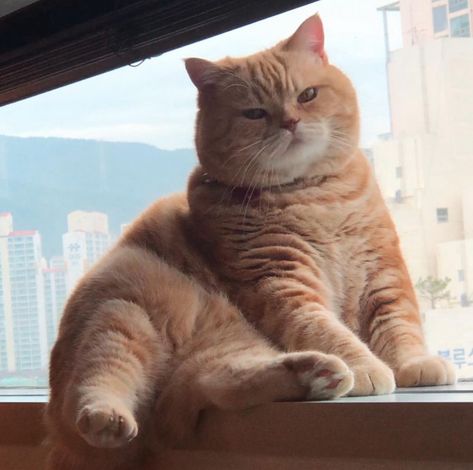 Cute Fat Cats, Fat Orange Cat, Orange Cats, Fluffy Animals, Cat Aesthetic, Fat Cats, Funny Cute Cats, Orange Cat, Silly Cats