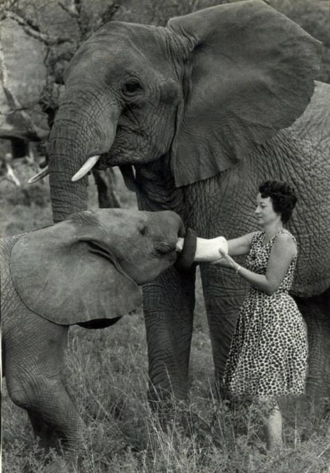 In the beginning - vintage photo of Dame Daphne Sheldrick at The David Sheldrick Wildlife Trust, Kenya. Elephant Rescue, Sheldrick Wildlife Trust, African Love, Elephant Sanctuary, Save The Elephants, Elephant Love, Elephant Lover, The Trunk, African Elephant