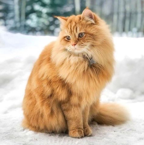 Siberian Cat, Orange Tabby Cats, Orange Cats, Red Cat, Fluffy Cat, Cute Cats And Dogs, Orange Cat, Pretty Cats, Tabby Cat