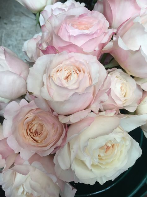 David Austin Kiera rose Kiera Rose, David Austin Rose, Austin Rose, 29 June, Country Style Wedding, Flower Inspiration, Garden Rose, Wedding Flower Inspiration, David Austin