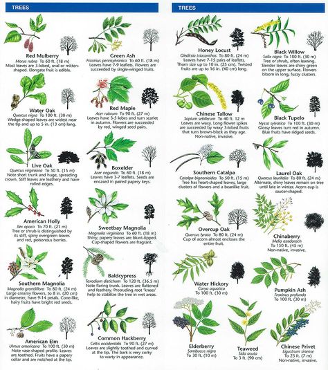 Species Identification – Woodlands Conservancy                              … Bark Identification, Tree Identification Chart, Tree Bark Identification, Tree Leaf Identification, Different Types Of Plants, Types Of Leaves, Leaf Identification, Tree Id, Tree Identification