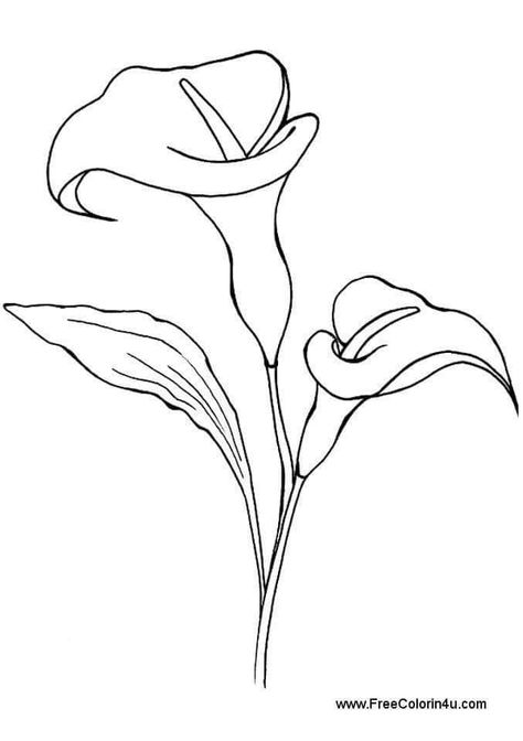 Peace Lily Flower, Lily Pictures, Lilies Drawing, Flower Line Drawings, Drawing Prompts, Lily Tattoo, 강아지 그림, Flower Sketches, Printable Coloring Book