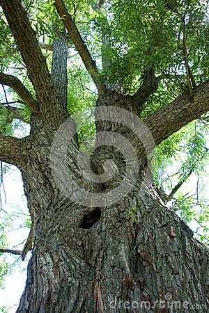 A view looking up at a giant willow tree from its foot. One small hollow in the tree brings many imaginations of who might live inside. Evergreen Climbing Plants, Hedera Helix, Elm Tree, Amazing Trees, Chinese Evergreen, English Ivy, Apple Trees, Inside Plants, Fresh Cut Flowers