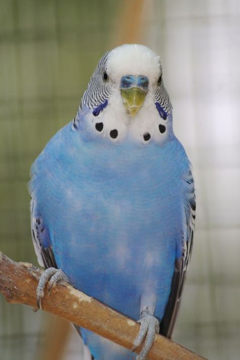 Blue Moons and More | BrightStarr Blue Budgie, Blue Parakeet, Budgies Bird, Budgie Parakeet, Crazy Bird, Pet Bird, How To Train, Cute Birds, Little Birds