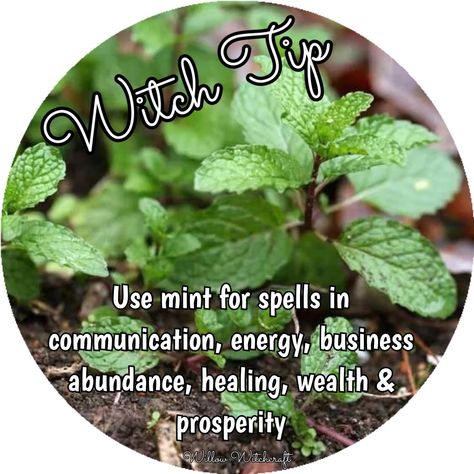 Willow Witchcraft Mint Spiritual Meaning, Witchy Things To Make, Witchy Activities, Magickal Tips, Herbs Properties, Witches Book Of Shadows, Herbs For Protection, Herb Magic, Magick Herbs