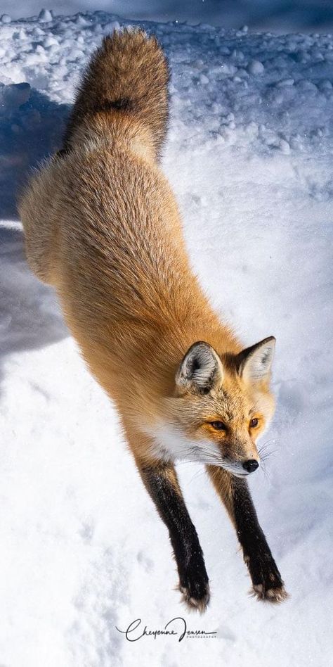 Fox Lovers 🦊 | Please don't move around without giving him some love | Facebook Fox From Behind, Fox Looking Down, Fox Front View, Fox Side View, Fox Jumping, Fox Walking, Fox Aesthetic, Jumping Fox, Fox Running