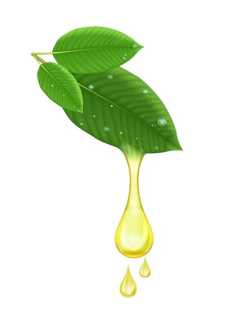 Mitragyna Speciosa, Oil Drop, 3d Vector, Painkiller, Background Background, Fresh Green, Vector Logo, Vector Art, White Background